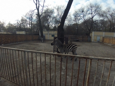Зоопарк после соревнований